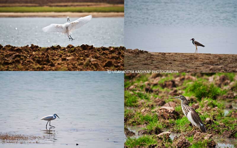  Shettihalli Bird Watch